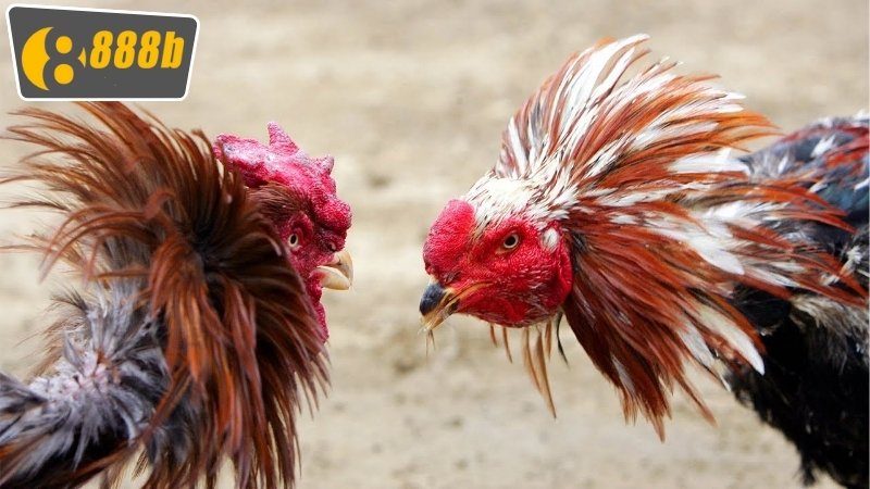 Cược Đá Gà 888b: Hướng Dẫn Chi Tiết Và Chiến Thuật Thắng Lớn 4 Chiến thuật và mẹo để nâng cao khả năng thắng cược đá gà 888b