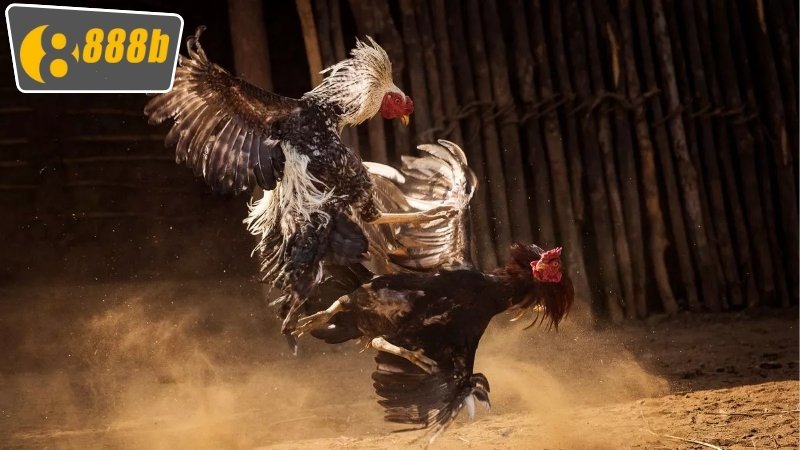 Đá Gà Truyền Thống 888b - Trải Nghiệm Tuyệt Vời Chưa Từng Có 2 Ưu điểm của việc tham gia chơi hình thức đá gà truyền thống 888b